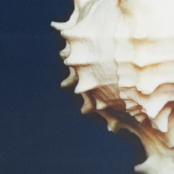 (Set Of 4) 12" Square Ocean Seashells Framed Canvas Decorative Wall Art Set Blue 10 (Set Of 4) 12" Square Ocean Seashells Framed Canvas Decorative Wall Art Set Blue -Furniture Promotion Shop GUEST 2842965b c666 426a 9439 6dda1db6cf5d