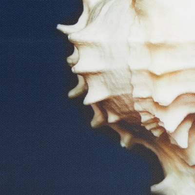 (Set Of 4) 12" Square Ocean Seashells Framed Canvas Decorative Wall Art Set Blue 4 (Set Of 4) 12" Square Ocean Seashells Framed Canvas Decorative Wall Art Set Blue - Image 4