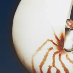 (Set Of 4) 12" Square Ocean Seashells Framed Canvas Decorative Wall Art Set Blue 11 (Set Of 4) 12" Square Ocean Seashells Framed Canvas Decorative Wall Art Set Blue -Furniture Promotion Shop GUEST f1e7bb4f 3318 4d46 a320 6e39c304d7ea